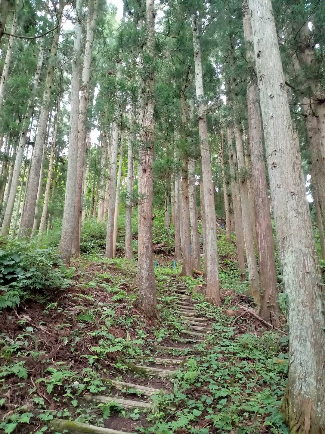 山城感がありますね🐽
