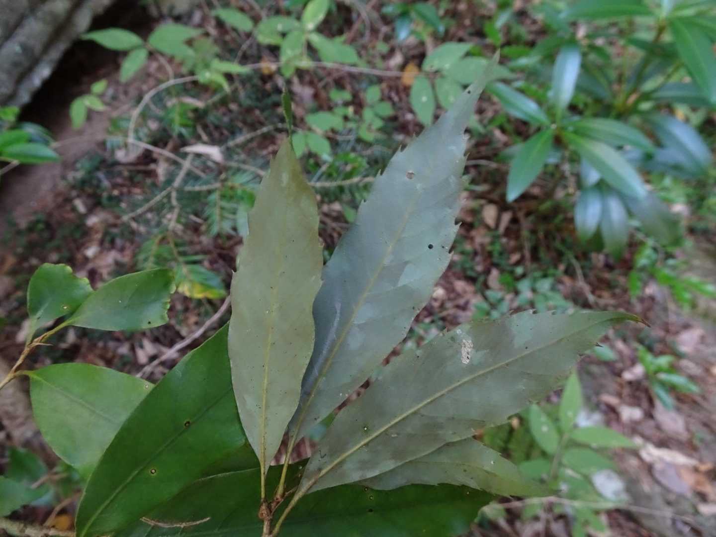 ウラジロガシの葉っぱ。シラカシより鋸歯が鋭く、なぞると指にひっかかる！