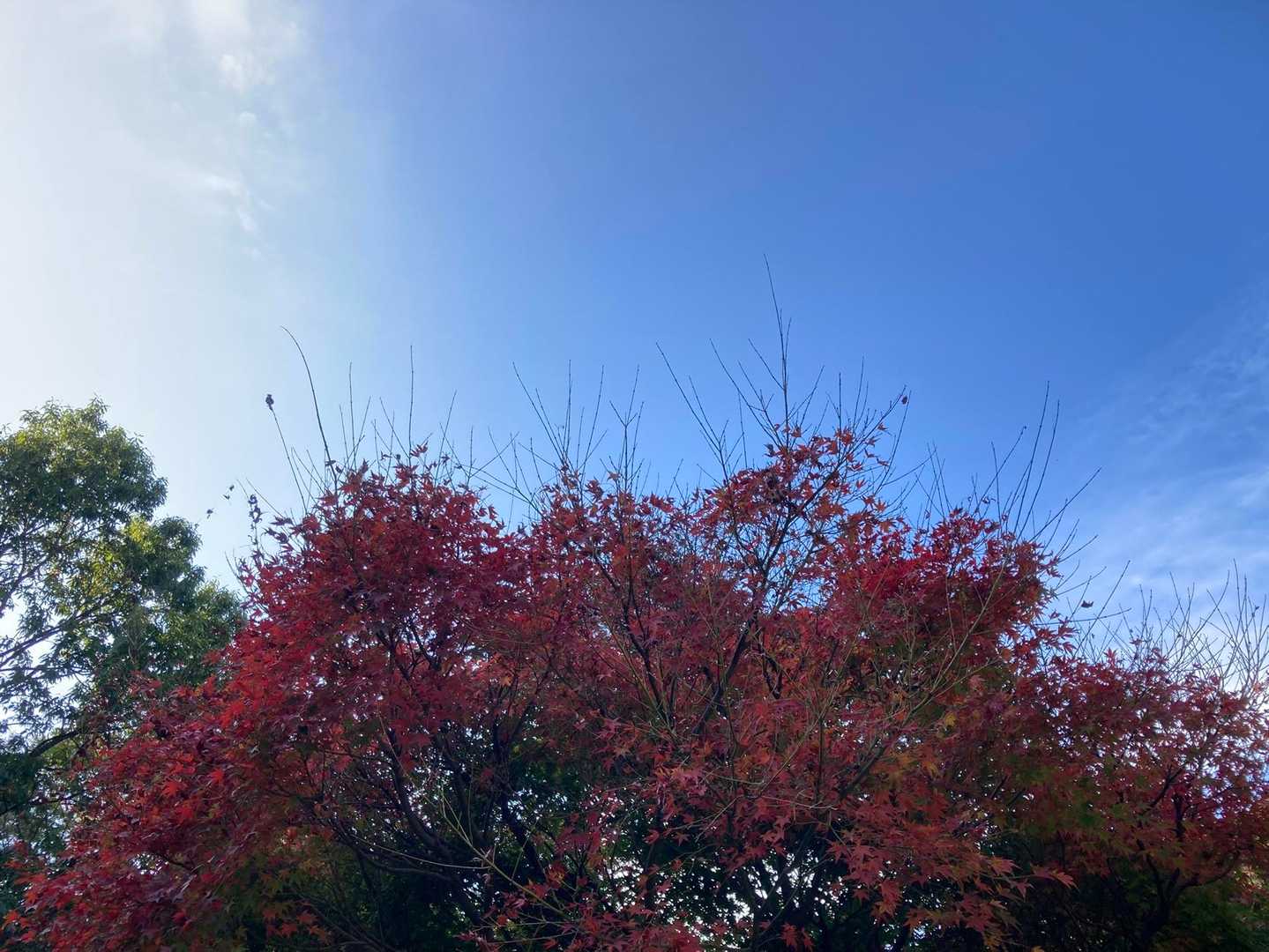矢筈山 往復コースの写真
