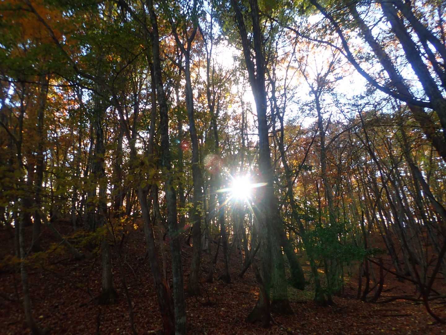 余戸登山口-八本越-三原山 往復コースの写真