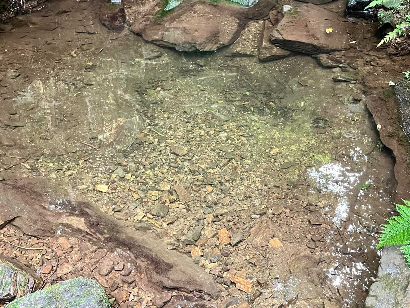 綺麗な泉✨
掘った後が🪏水浴びでもしたのかな💦