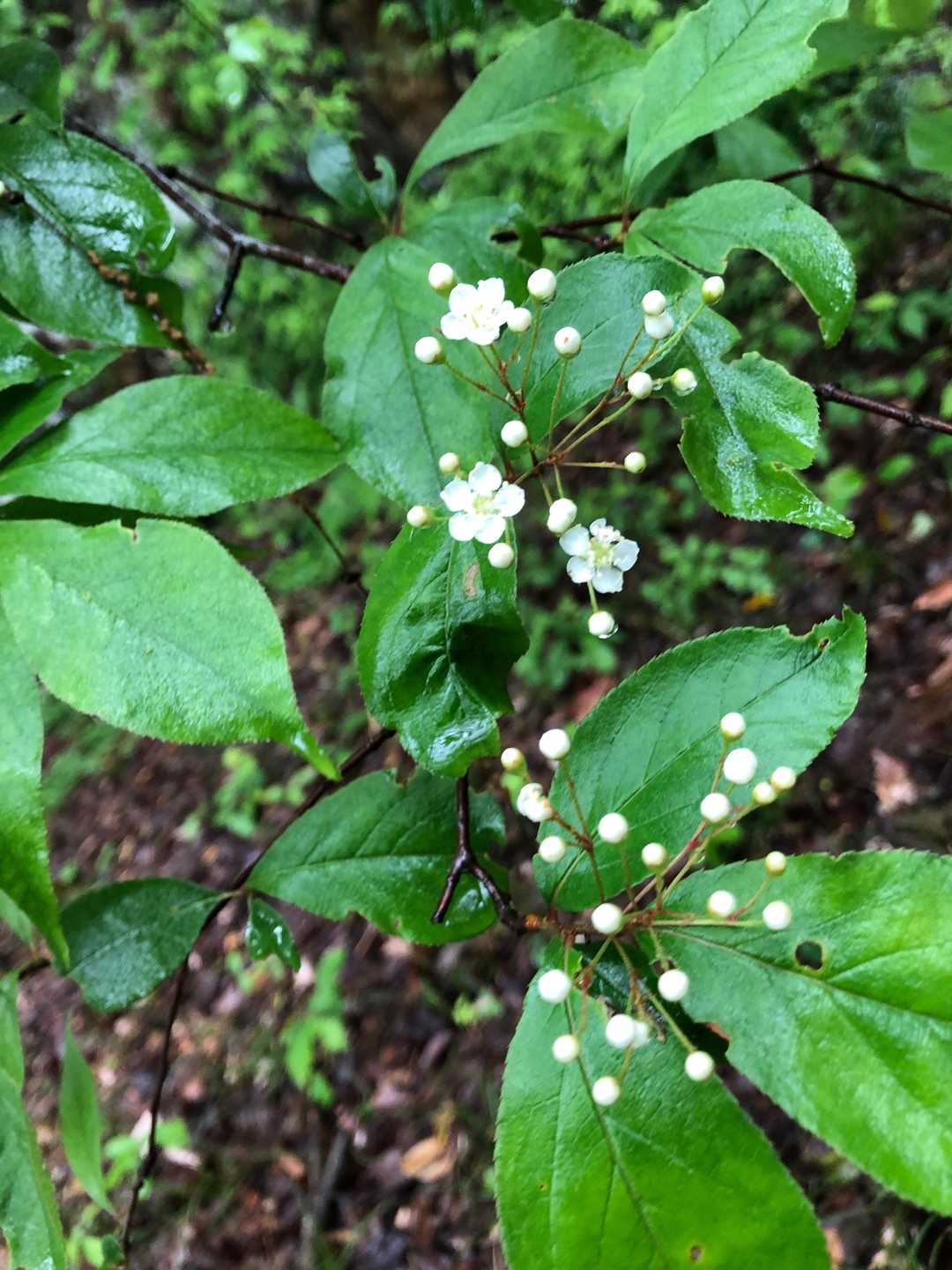 蕾が丸くてかわいいです💕
