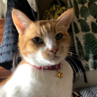 ごろんごろん2.0