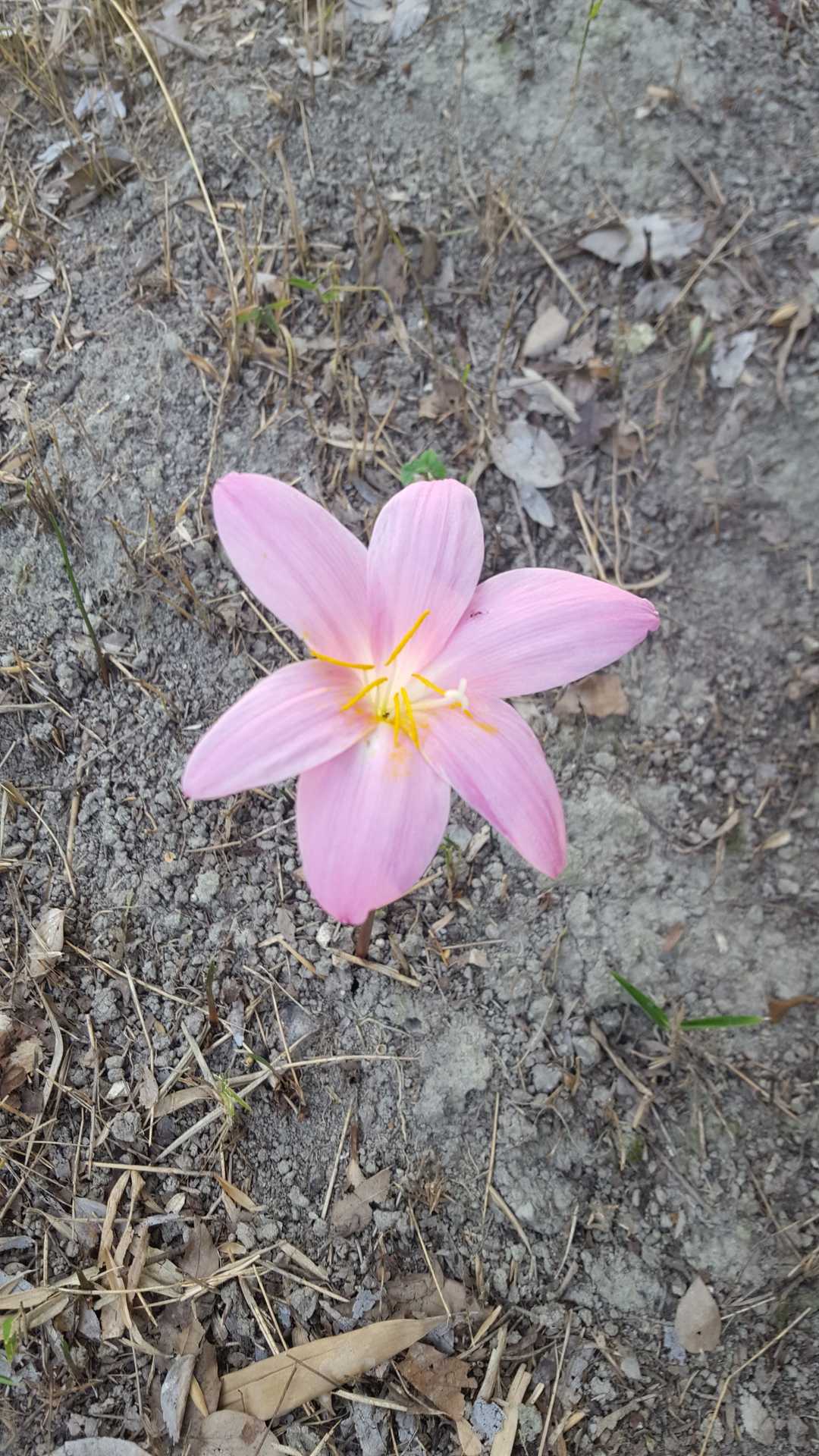 かわいい花が沢山咲いてました✨