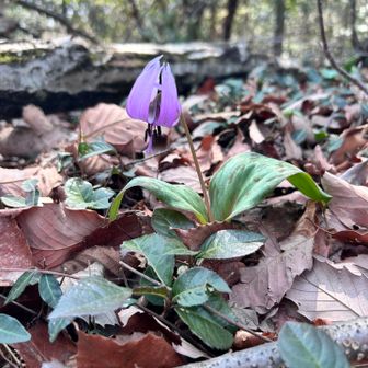 道端に自生してます