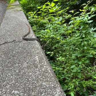 🐍さんやー近づいたら逃げた〜