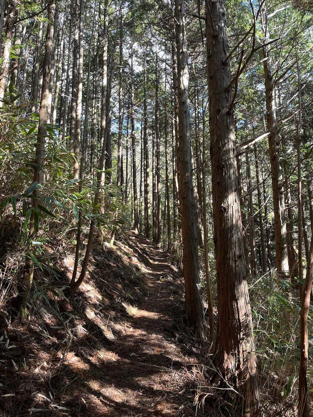 鎧岳 往復コースの写真