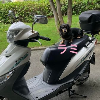 ラミ🛵