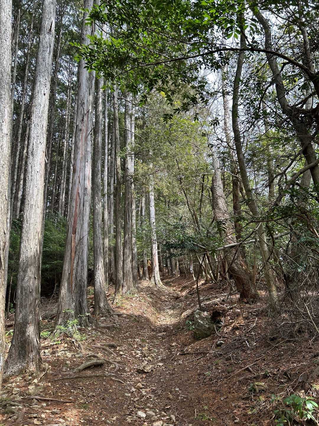 山門駅-鞍馬寺-登山道入口-滝谷峠-貴船山 716ピーク 縦走コースの写真
