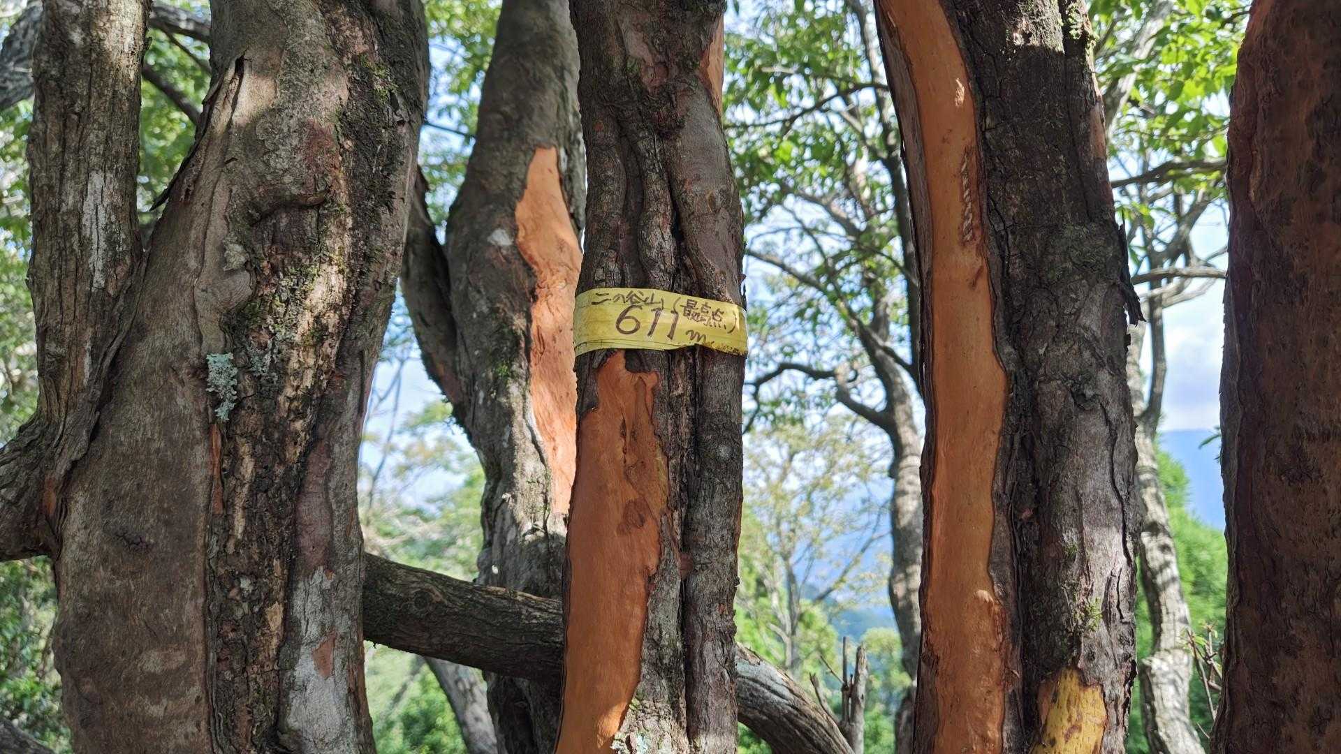 P611　こちらの方が眺望あり〼
さぁ、桜峠へお花を愛でながら下りましょう