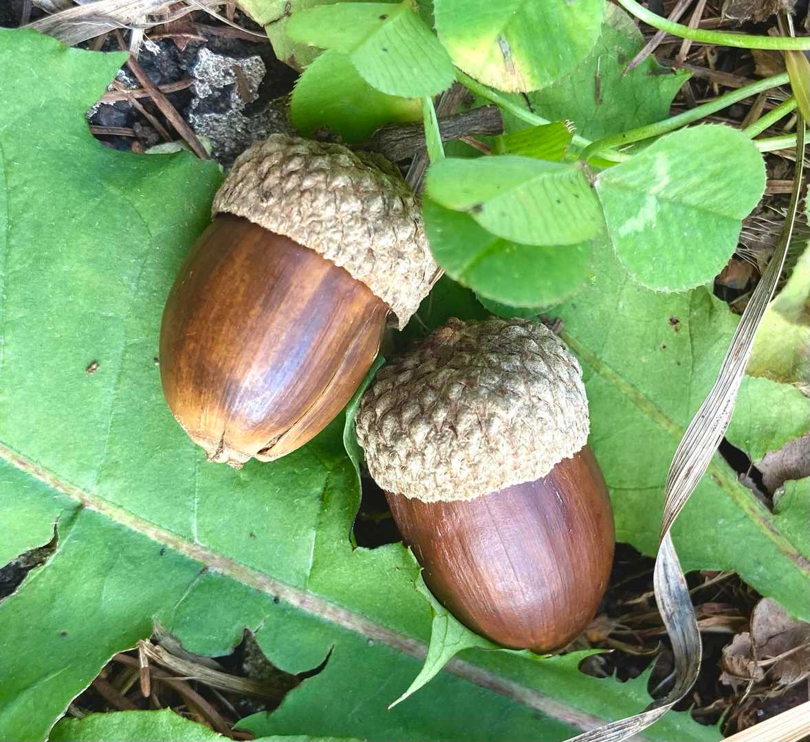 どんぐりころころ
