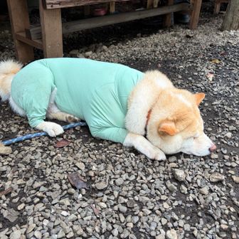 マロン