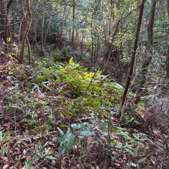 また藪に突っ込みました