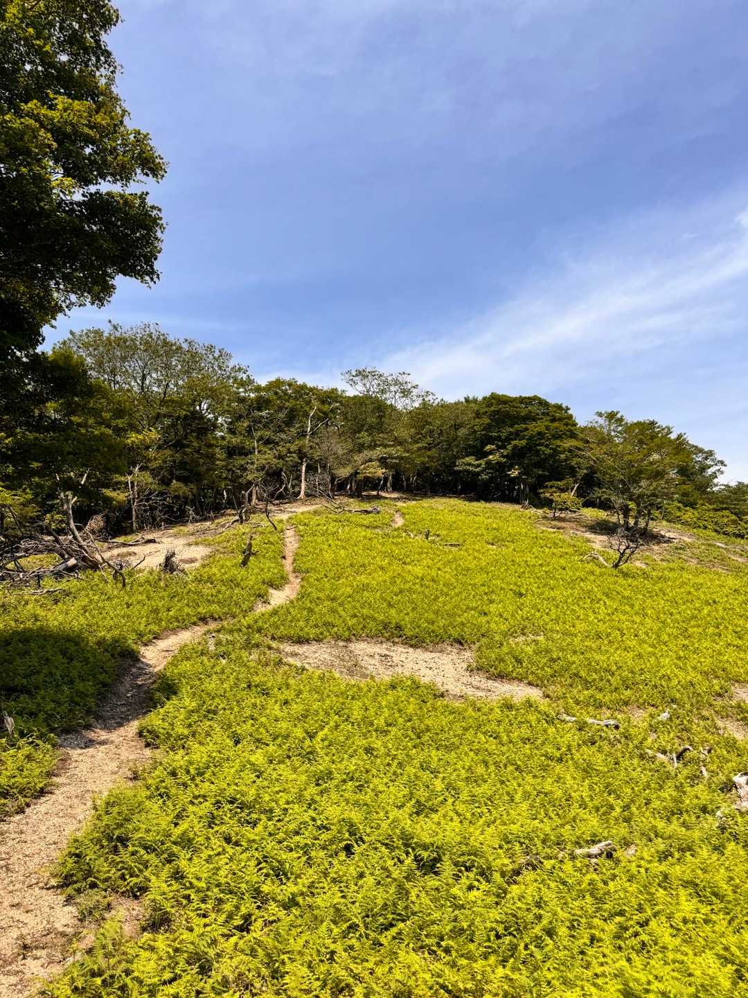皆子山登り口-皆子山 往復コースの写真