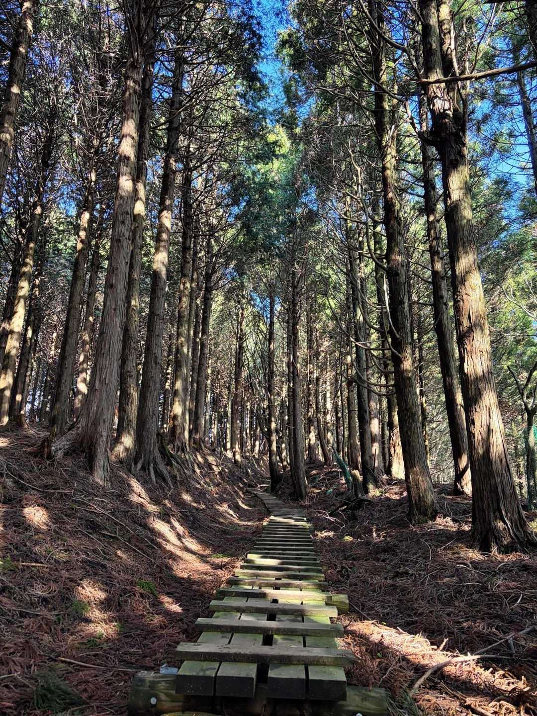 さて、まずは大山へ⛰️
大倉尾根と錯覚しそうな素敵な道🌲