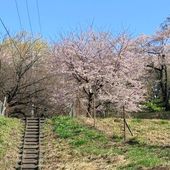 桜の階段を登ってく。階段の右は満開のソメイヨシノ。左は…