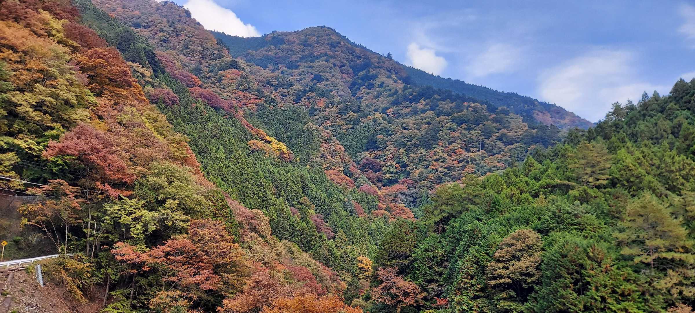 キレイに色付いてますね🍁