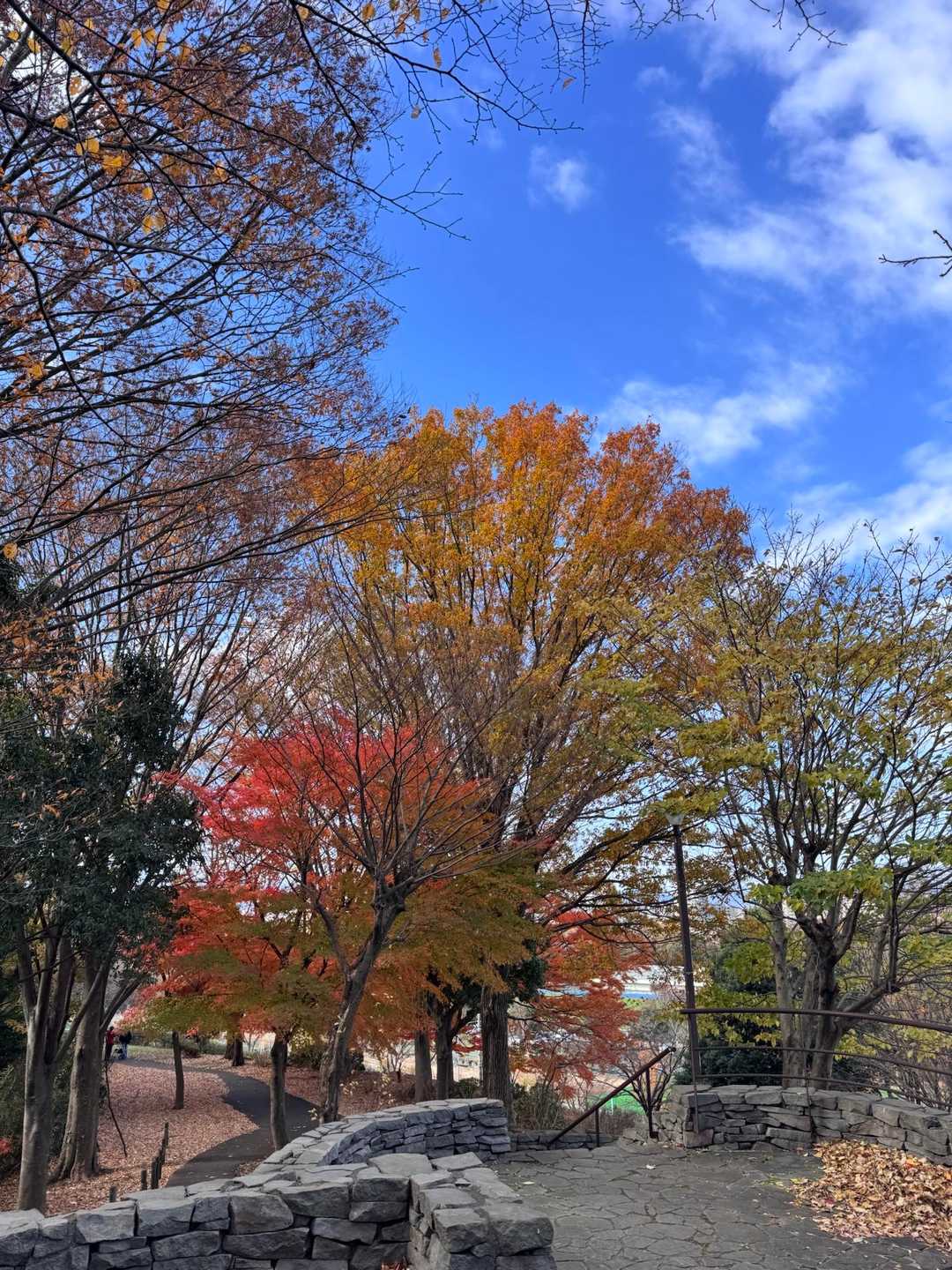 🍁まだまだ見応えあり