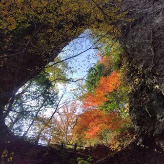 ウィルソン株風〜