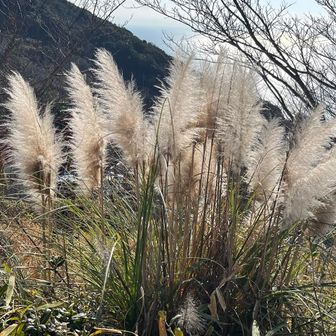 🌾ふわふわでとっても綺麗✨　ススキ？
シロガネヨシ（パンパスグラス）に似てる　

おしゃれなインテリアの花瓶に飾られてますね✨