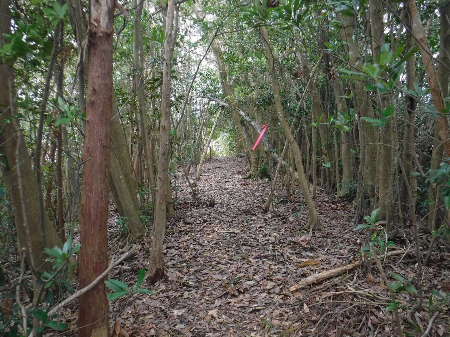 これがヒコバエの通り