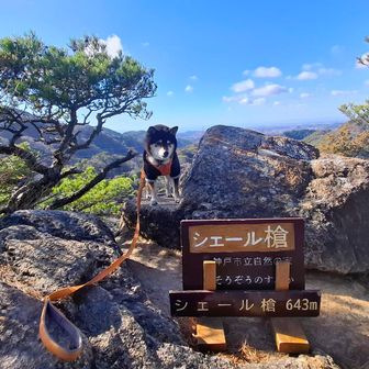 
🐶ホントは高所恐怖症なんだ😅尻尾⤵️