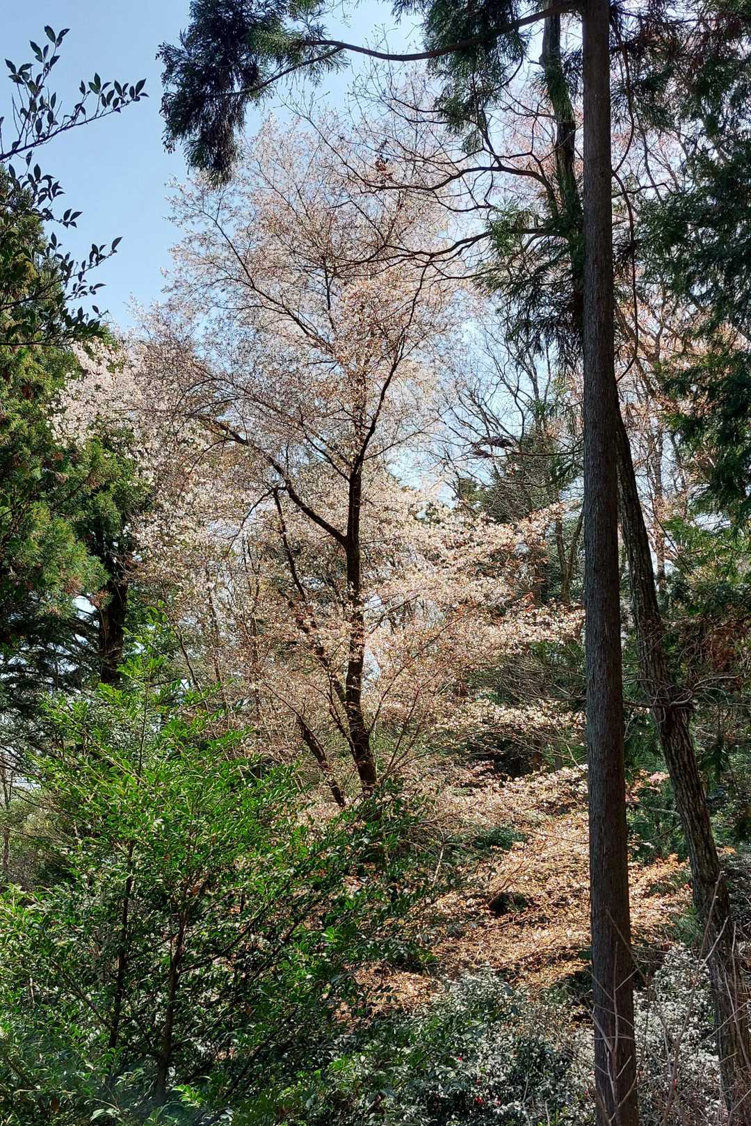 下山途中に見つけた唯一の桜🌸