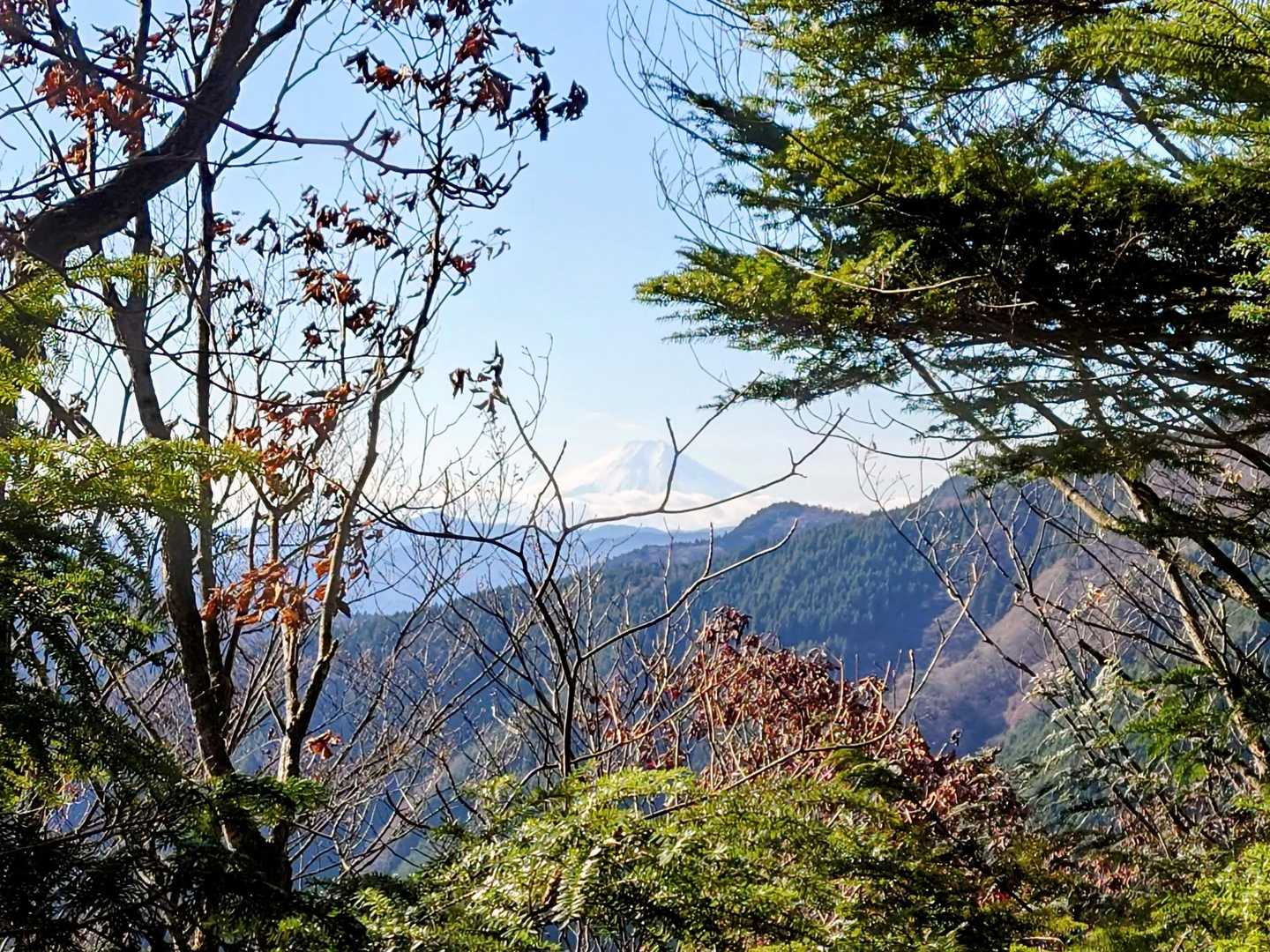 木々の間から本日一発目ビックボス🗻