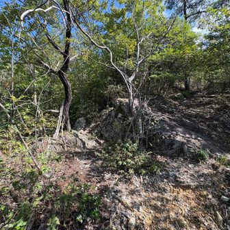 分かりにくい分岐点。ここから古津山登山口へショートカットする。植林されたスギ林に囲まれた比較的緩やかな林道へ。
