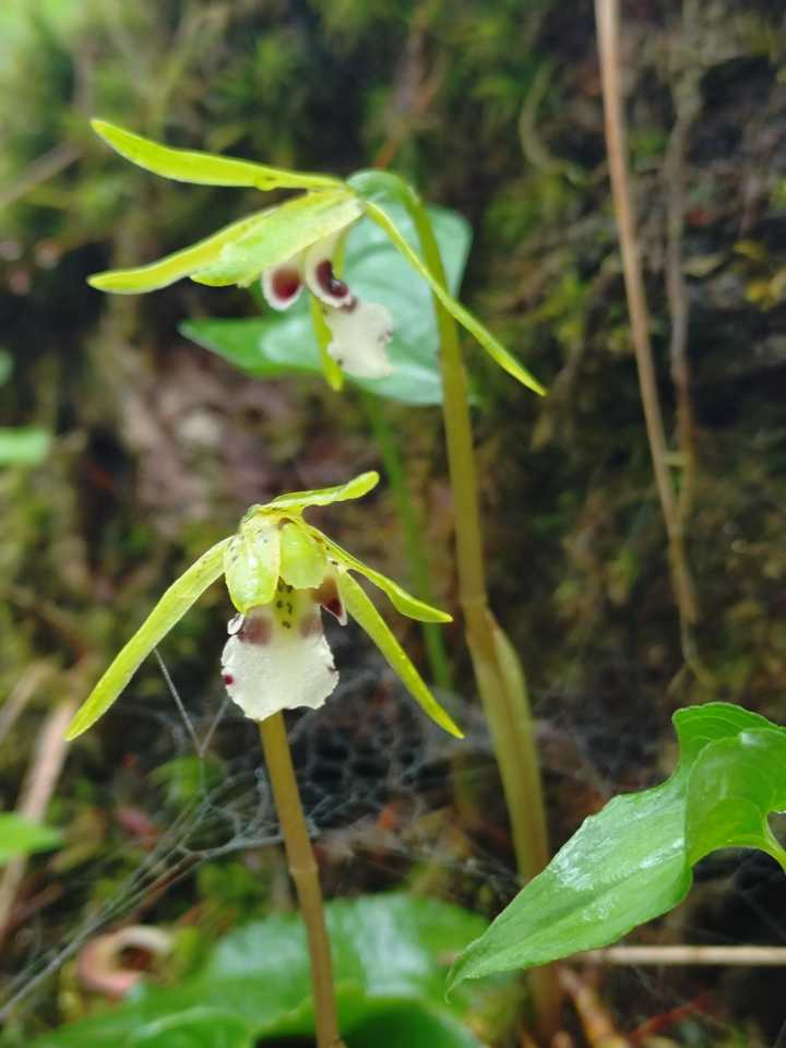 植物図鑑〜イチョウラン ラン科イチョウ / EIGERさんのモーメント