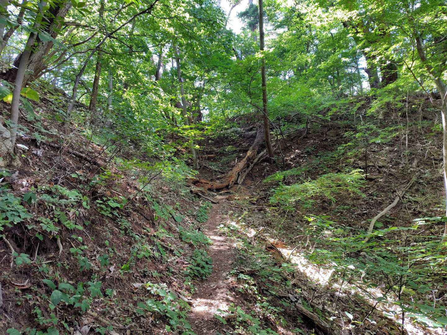 白浜登山口-月山 往復コースの写真
