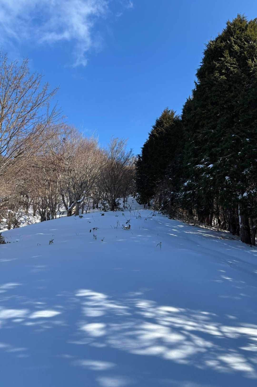 ここから先はノートレース

トレースの無い雪の上を歩くのは楽しいけれど、ひとりで深雪の斜面を登っていくのはしんどい

(また日陰になったので、さっきの遮光器は外した💦)