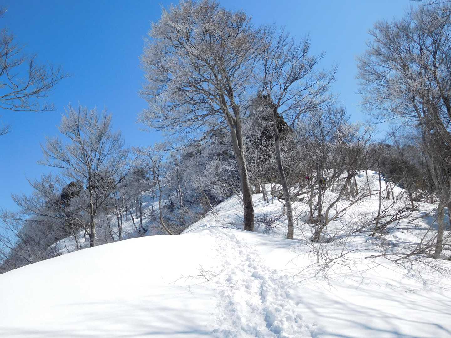 大倉山 往復コースの写真