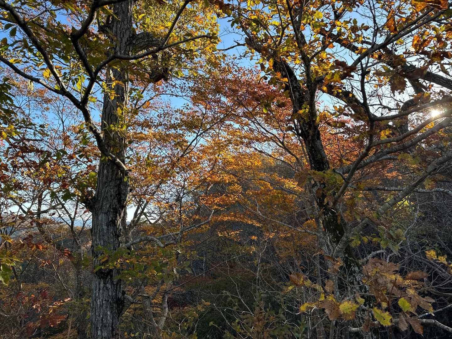奥久慈男体山 往復コースの写真