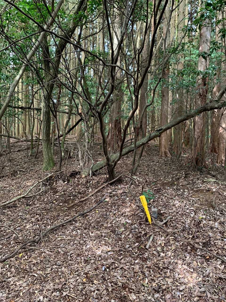 え？まさかココらがピーク？
何も無さ過ぎて通り越してから気付きました😅
三角点見逃してしまいました💦