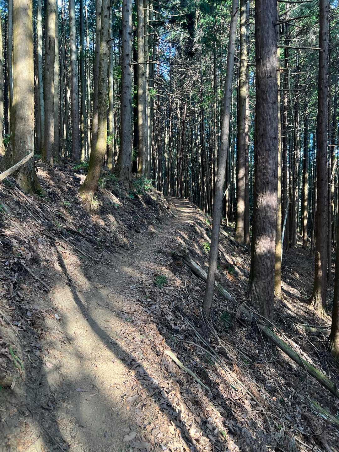 最初は少し傾斜はあるものの､こんな歩きやすい道も