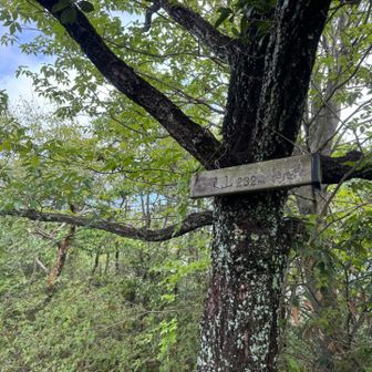 鷹巢山⛰️
本当はここから金華山に向けて歩くつもりだったけど、汗だくで更にちょっと汚れてるから観光地に行く勇気なくここでスイッチバック🤣