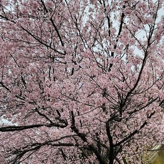 どうやったらスマホで（略