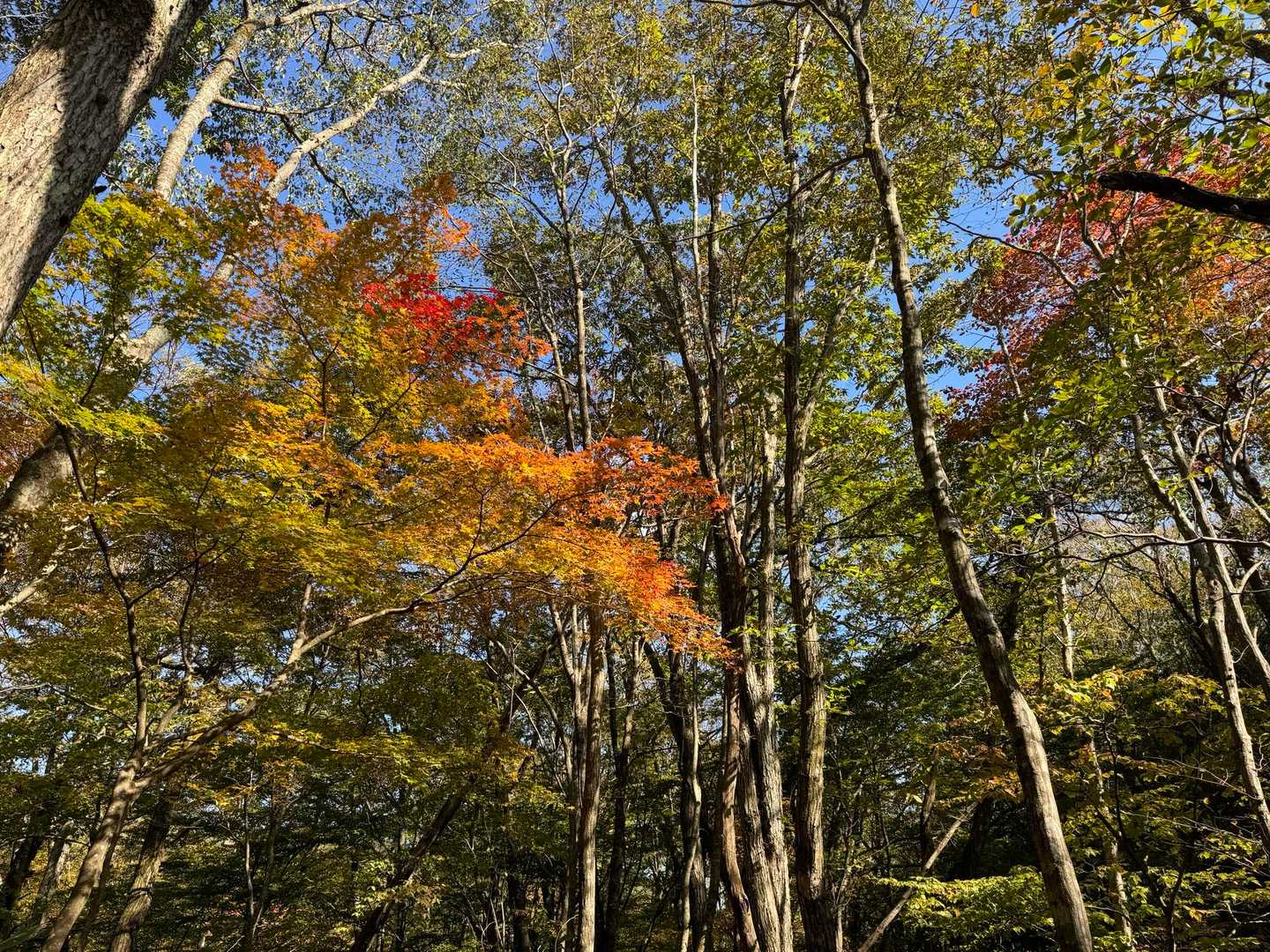 下山も紅葉の下を