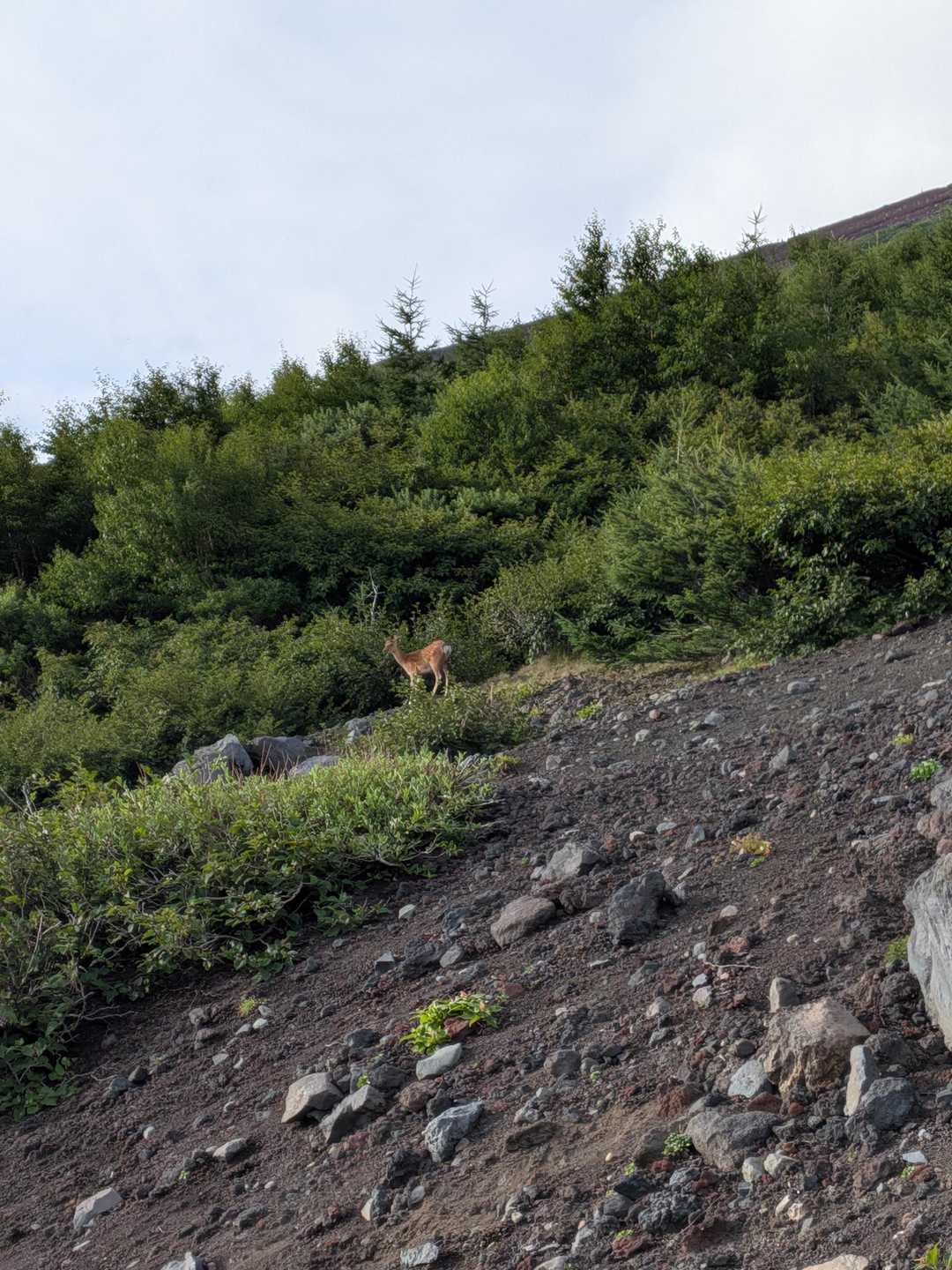 又々．．．

 今回．．２回目ﾀﾞﾖ
　　🦌鹿みれた