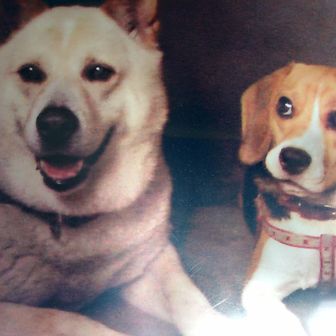 ビーグル　アイ