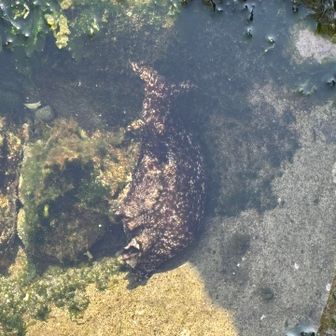 アメフラシが山歩してました…雨は降る気配は全くない😀