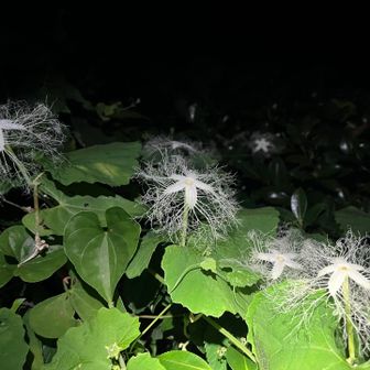今がピークでいっぱい咲いてました✨