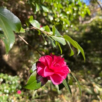 さざんか？かな？