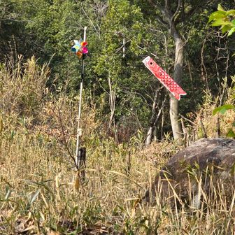 きゃわいい！(￣□￣;)!!