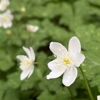 ニリンソウも咲いてた。