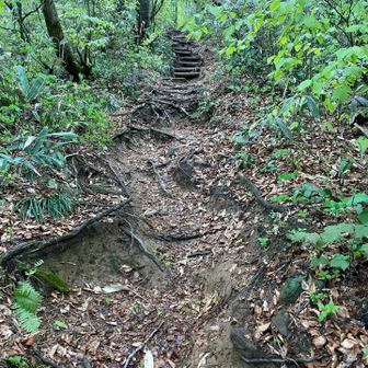経ヶ岳・法恩寺山 登山道こんな感じ