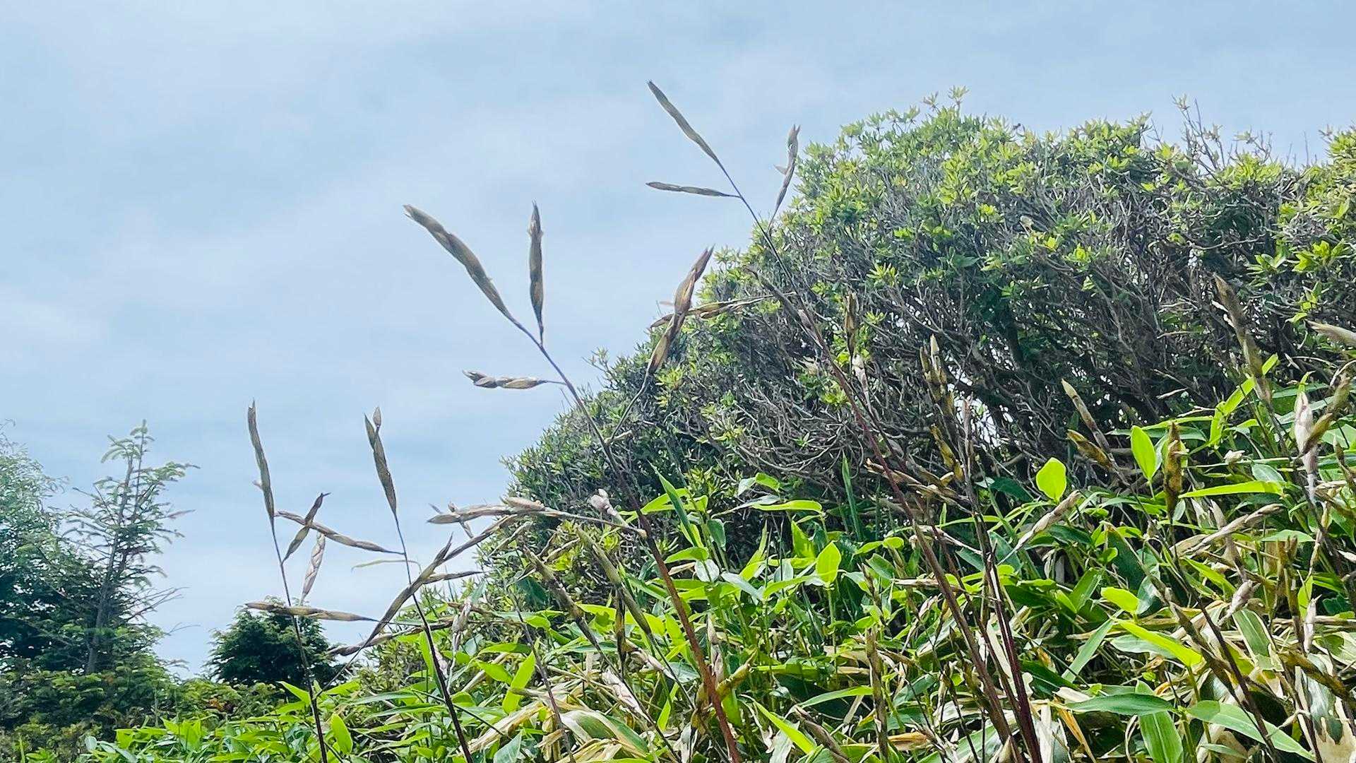 守屋山にスズタケの花を見に行きたかったけど行けず、こんな感じなのかしら〜黄色の花咲いてないし違うか〜と🤔