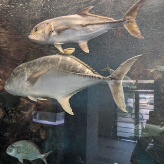 イルカやアシカのショーはないけど、いっぱい楽しめました（魚好き💕）
超デッカい、ロウニンアジ
1mくらいある
