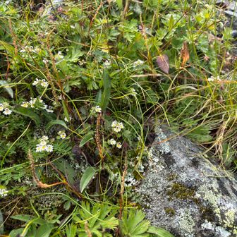 ミヤマコゴメグサ（深山小米草）の仲間